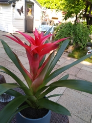 Tillandsia imperialis