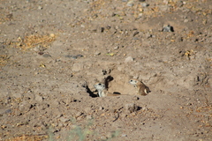 Xerospermophilus tereticaudus