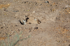 Xerospermophilus tereticaudus