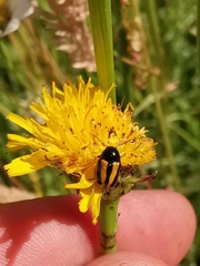 Cryptocephalus vittatus