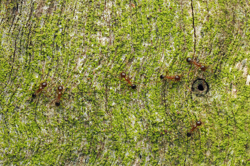 Pheidole megacephala observed 2026-10-28