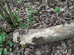 Fomitopsidaceae