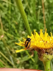 Cryptocephalus vittatus