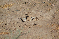 Xerospermophilus tereticaudus