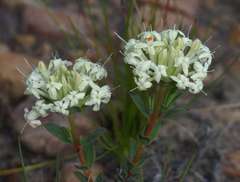 Pimelea linifolia linifolia