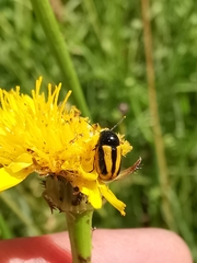 Cryptocephalus vittatus