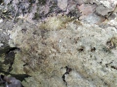 Fomitopsidaceae
