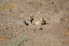 Xerospermophilus tereticaudus