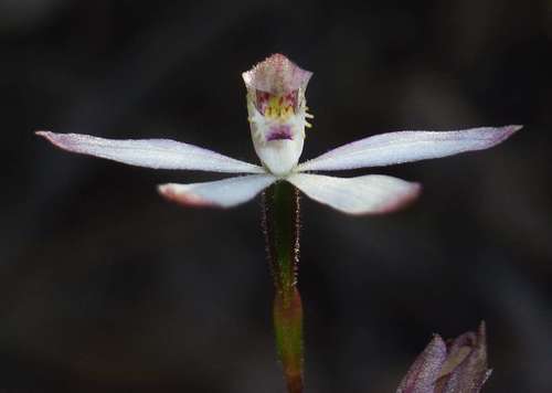 Image of Caladenia praecox by (c) Russell Best, some rights reserved (CC BY)