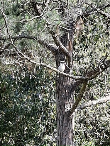 Laughing Kookaburra
