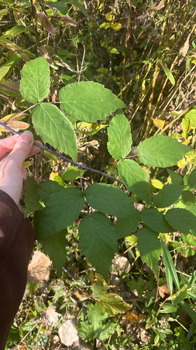 Rubus observed 2026-10-29