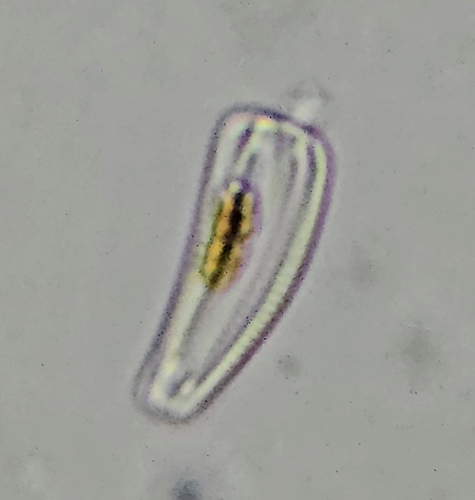 Abbreviata observed 2026-10-29
