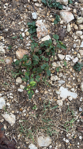 Malvastrum coromandelianum observed 2026-10-29