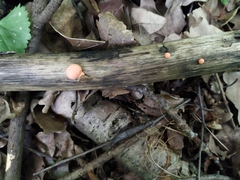 Lycogala epidendrum