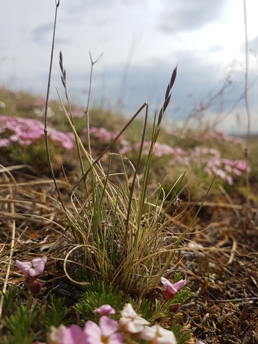 tundra fescue (Festuca lenensis)