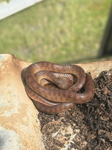 Boiga irregularis observed 2026-10-30