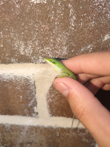 Anolis carolinensis observed 2026-10-29