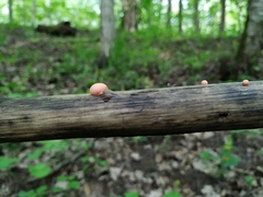 Lycogala epidendrum