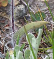 Caladenia parva