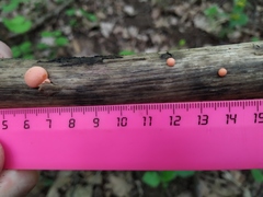 Lycogala epidendrum