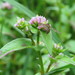 Nepal Smartweed - Photo (c) Juan Carlos Caicedo Hernández, some rights reserved (CC BY), uploaded by Juan Carlos Caicedo Hernández