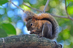 Sciurus ignitus