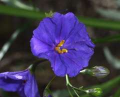 Solanum laciniatum