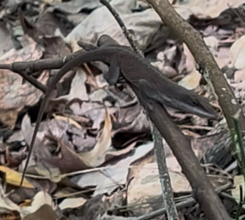 Anolis carolinensis observed 2026-10-29
