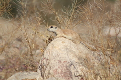 Xerospermophilus tereticaudus