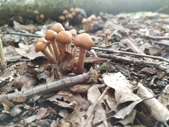 Fungi