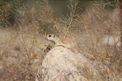 Xerospermophilus tereticaudus