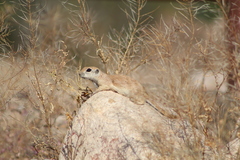 Xerospermophilus tereticaudus