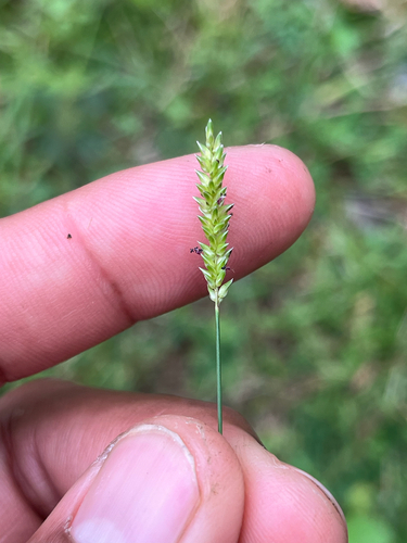 Sacciolepis indica observed 2026-10-29
