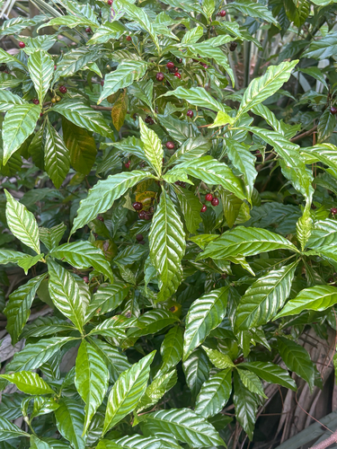 Psychotria observed 2026-10-29