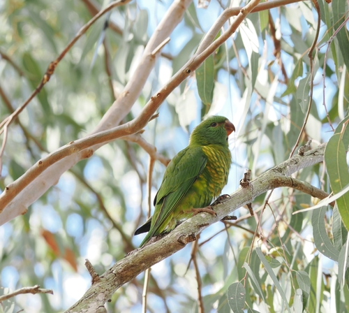 Trichoglossus chlorolepidotus observed 2026-10-30