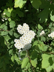 Spiraea × vanhouttei