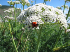 Phlojodicarpus sibiricus