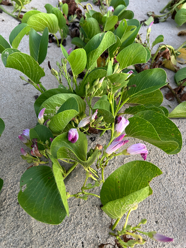 Ipomoea pes-caprae observed 2026-10-29