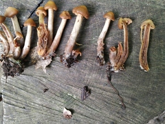 Fungi
