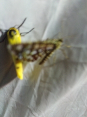 Setina roscida