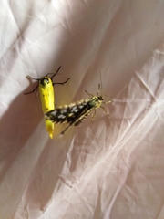 Setina roscida