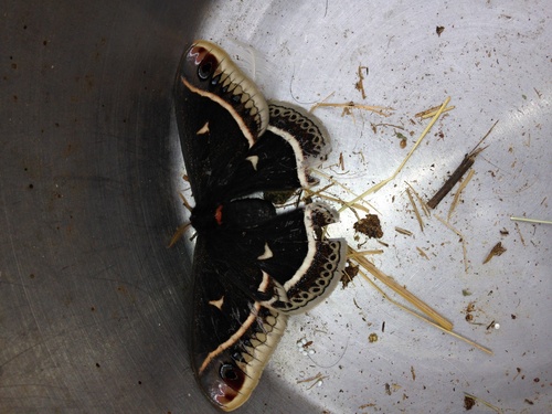 Calleta Silkmoth photo 2