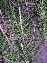 Equisetum × font-queri