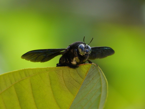 Broad-handed Carpenter Bee photo 5
