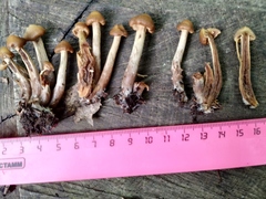 Fungi