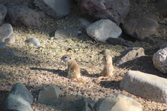 Xerospermophilus tereticaudus