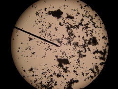 Equisetum × font-queri