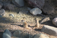 Xerospermophilus tereticaudus