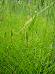 Equisetum × font-queri