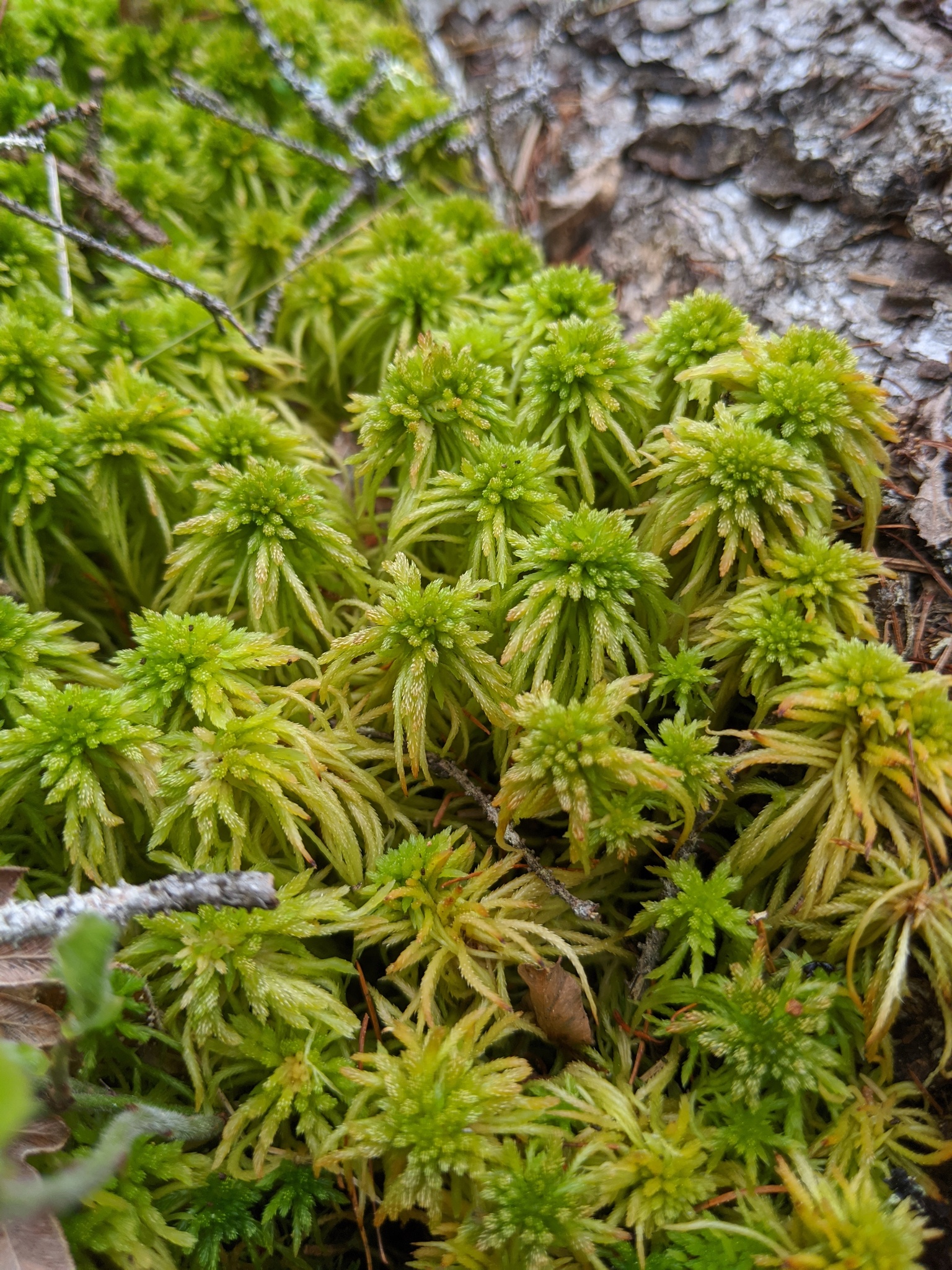 Sphagnum girgensohnii